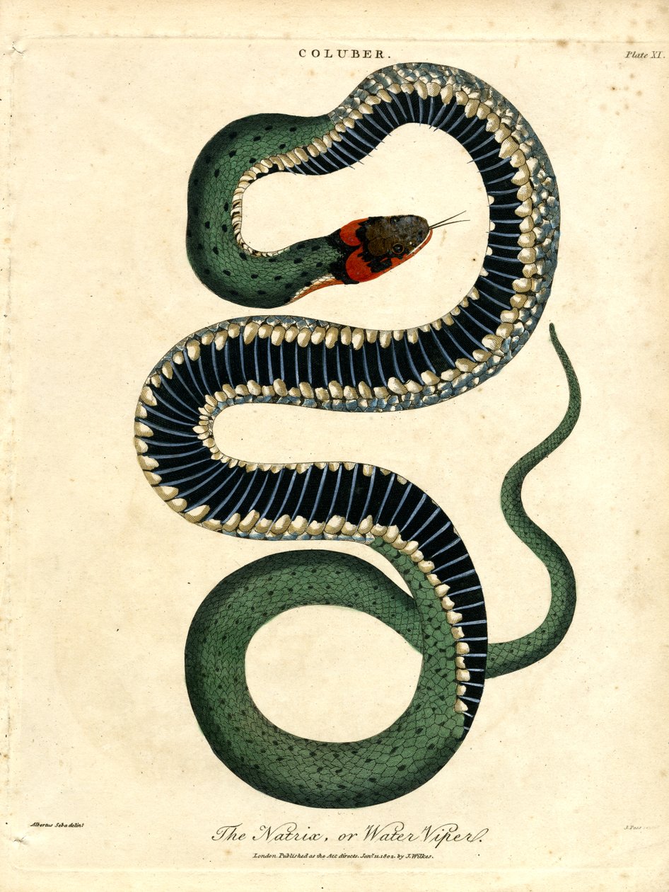 A Natrix;vagy vízi vipera alkotó: John Pass