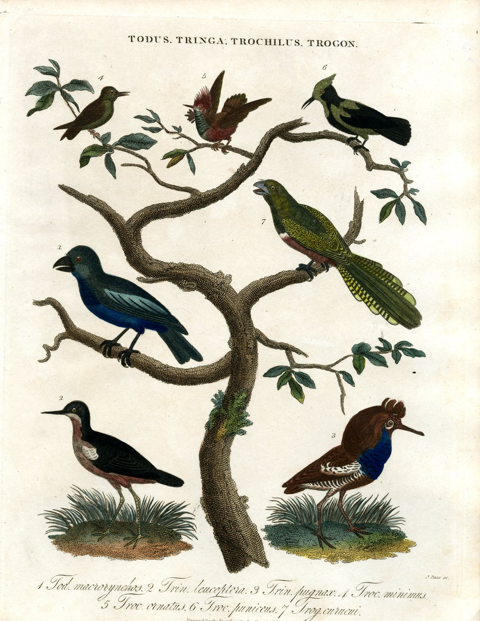 Todus;Tringa;Trochilus és Trogon alkotó: John Pass