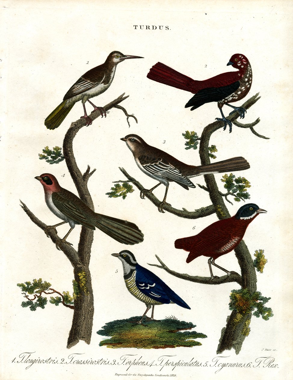 Különböző rigófajok (Turdus) alkotó: John Pass