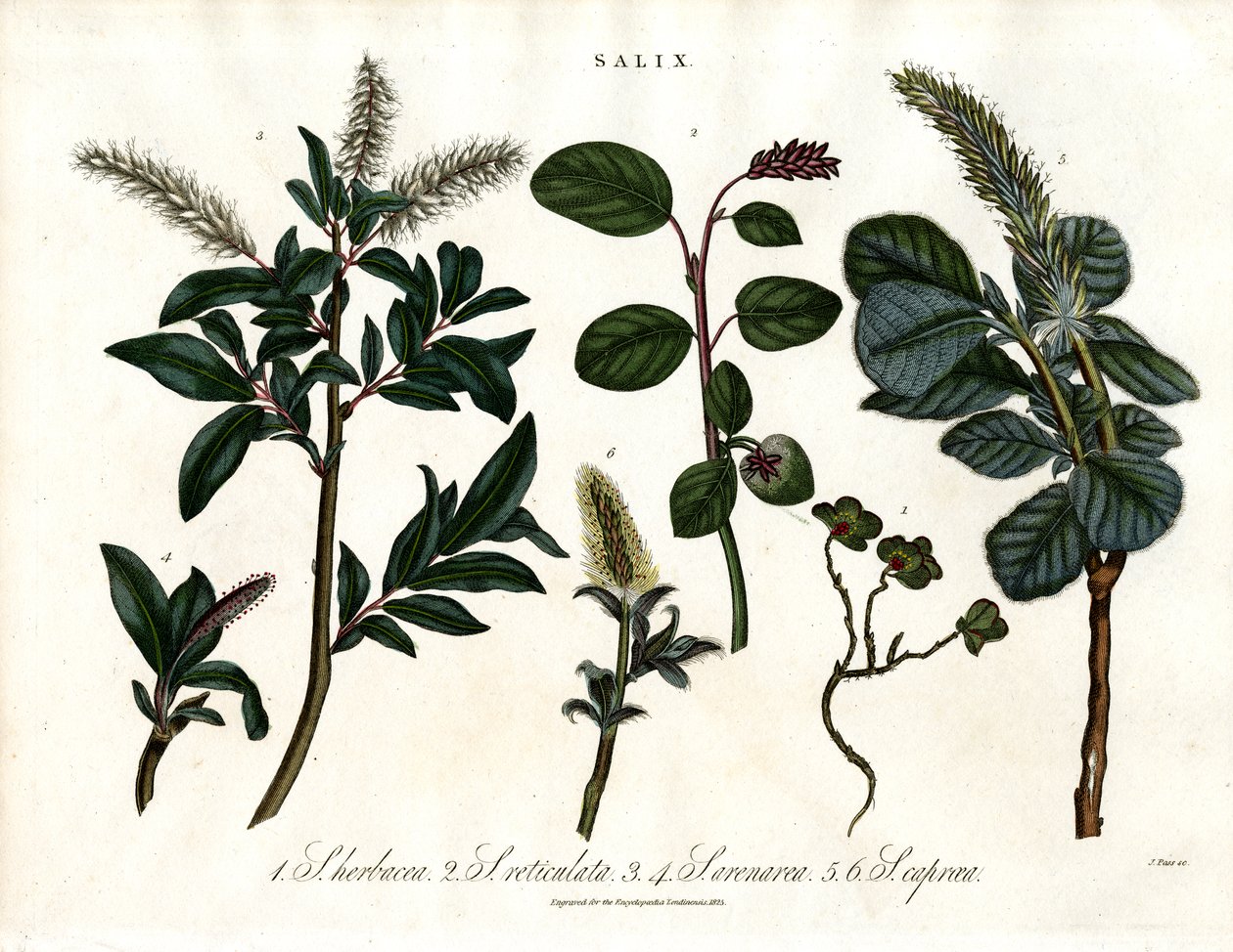 Különböző fűzfafajok (Salix) alkotó: John Pass