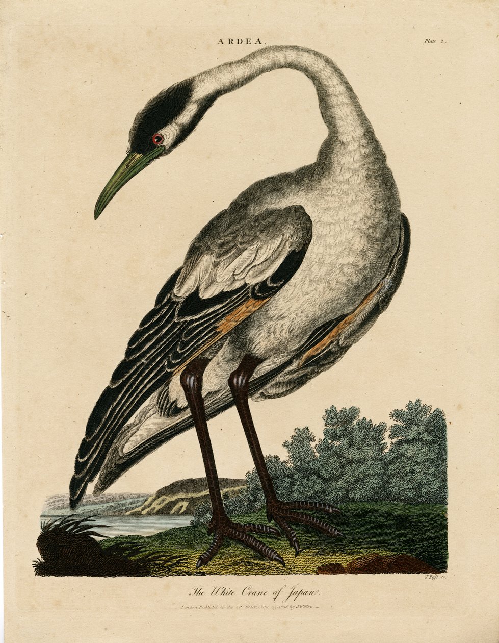 Japán fehér daru (Ardea) alkotó: John Pass