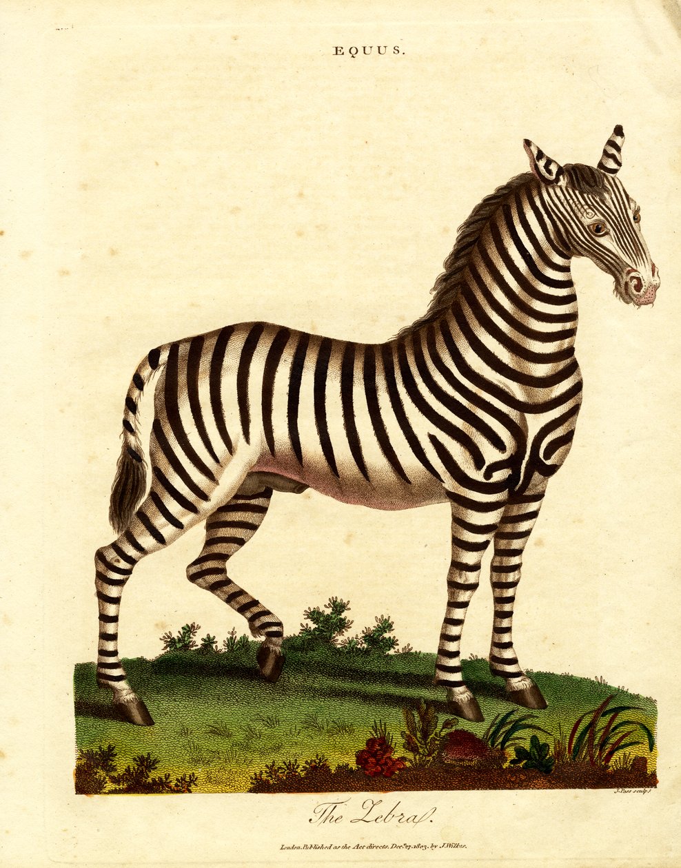 Zebra (Equus) alkotó: John Pass