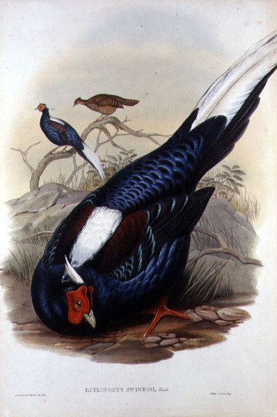 Euplocomus Swinhoii, metszett Walter & Cohn, London, pub. 1850-83 között (kézzel színezett litó) alkotó: John and Richter Henry Constantine (after) Gould