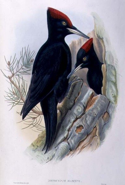 Fekete harkály (Dryocopus Martius) (kézzel színezett litho) alkotó: John and Richter Henry Constantine (after) Gould
