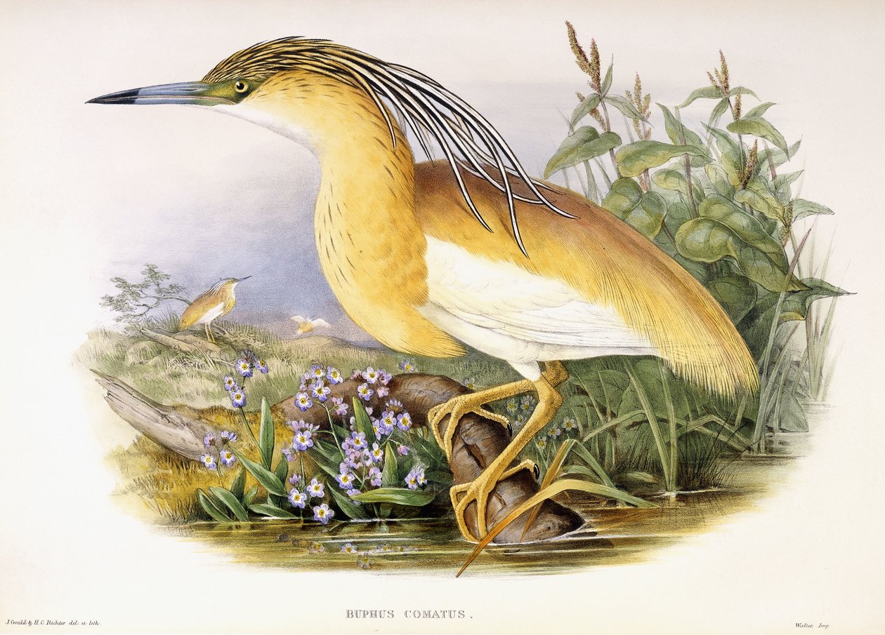 Buphus Comatus, 1862-1863 körül (kézzel színezett litografált lemez) alkotó: John and Richter Henry Constantine Gould