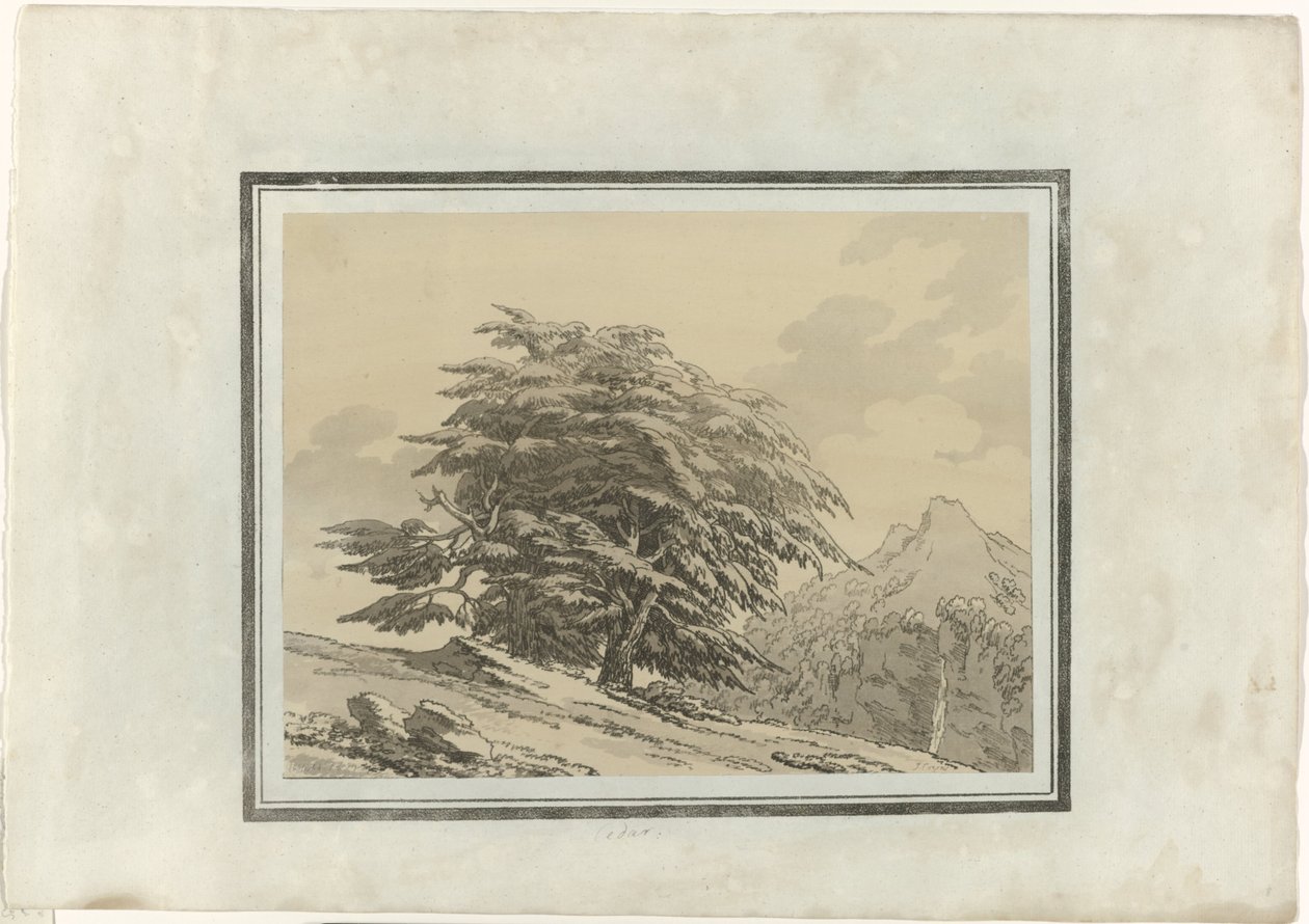 Cédrus alkotó: John Robert Cozens