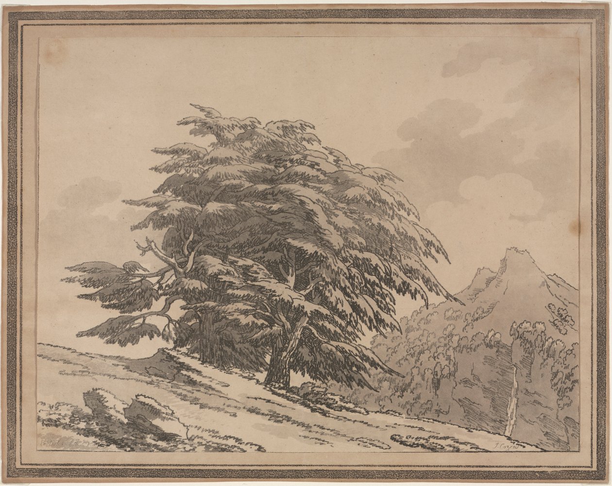 Az erdei fák általános jellegének elágazásai és lombjai: Cedar, 1789. alkotó: John Robert Cozens