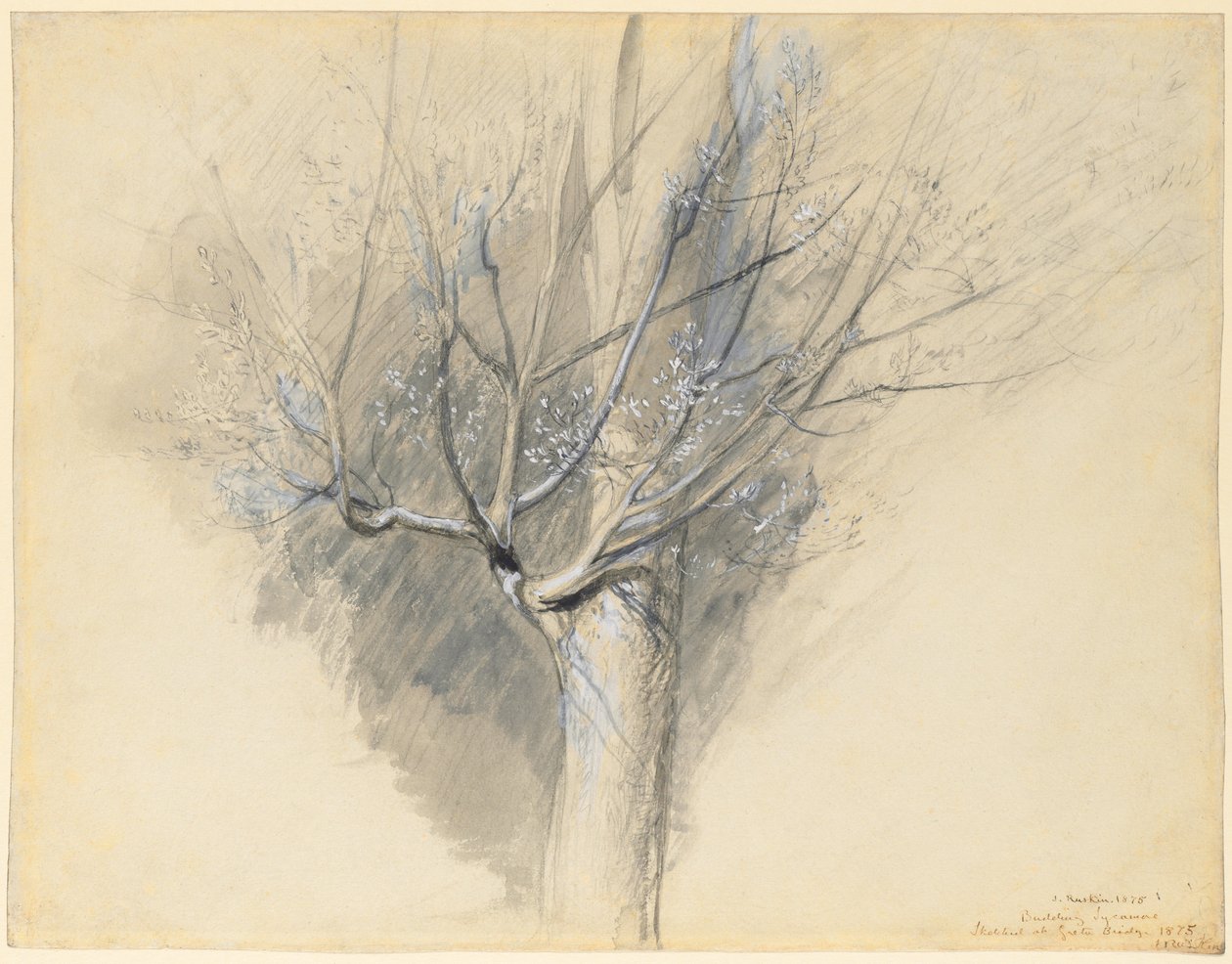 Rügyező platán alkotó: John Ruskin