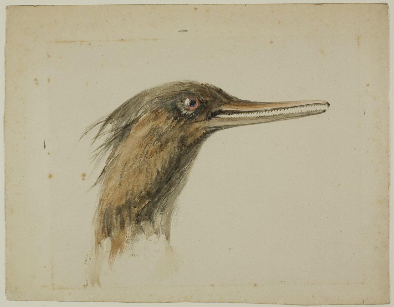Bukómadár alkotó: John Ruskin