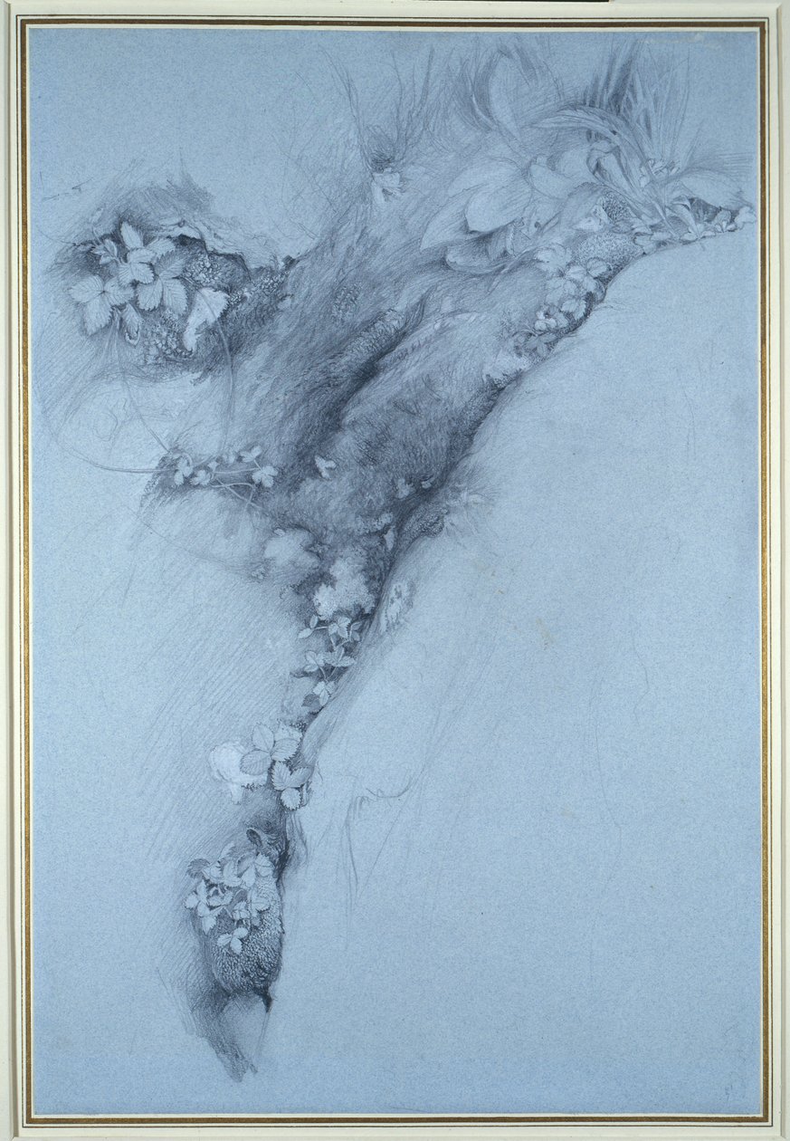 Moha és vadeper alkotó: John Ruskin