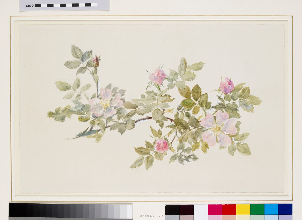 Study of Wild Rose (akvarell és testfesték grafitra, vászonpapírra) alkotó: John Ruskin