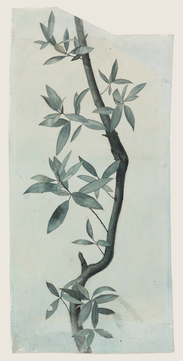 Study of Willow Leaves, 1857 körül (ceruza és akvarell papíron) alkotó: John Ruskin