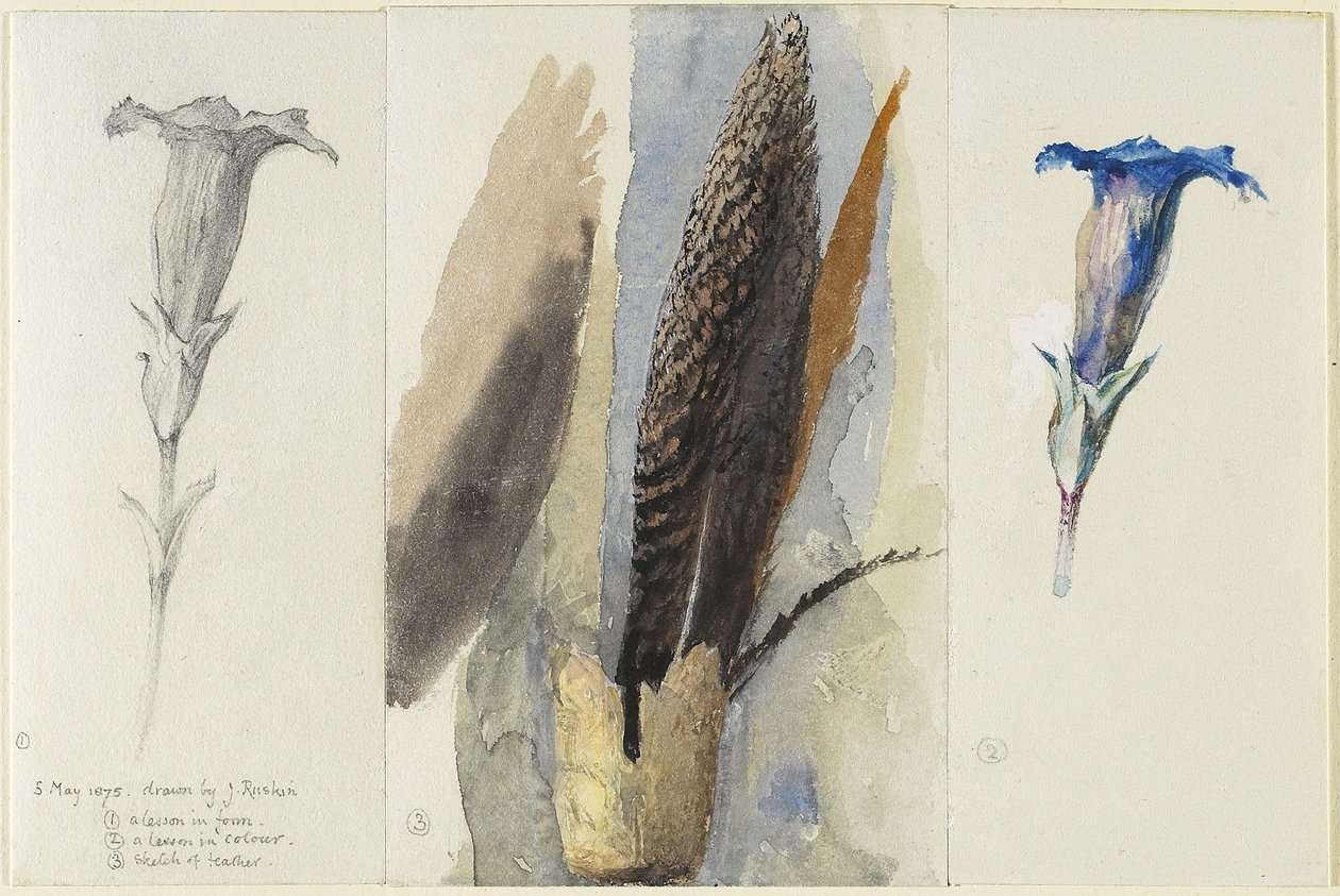Tanulmány egy tollról, két tanulmány egy tárnicsról, 1875 (wc grafit felett, magasított és korrigált átlátszatlan fehér szőtt papíron) alkotó: John Ruskin