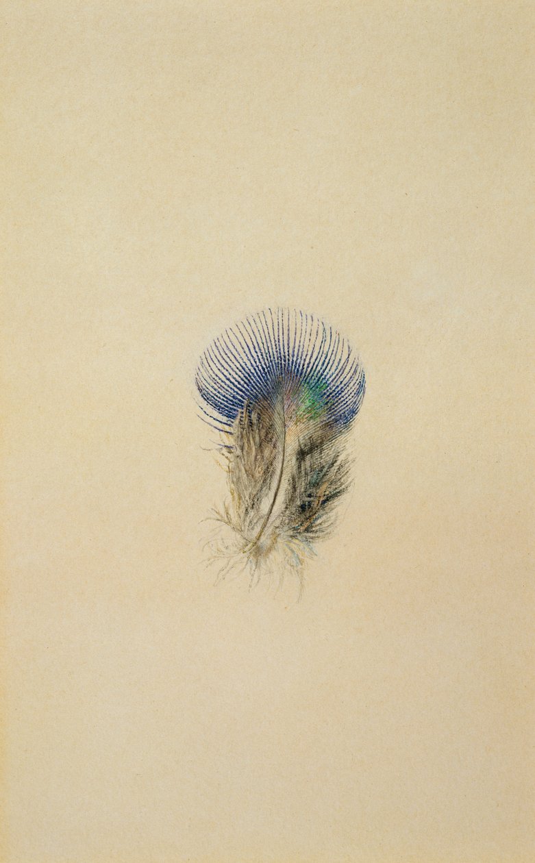 Tanulmány a pávatollról, 1873 alkotó: John Ruskin