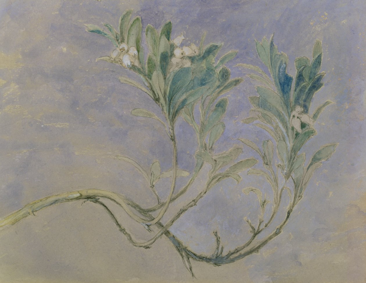 Tanulmány egy mirtuszfa ágáról, 1877 körül (toll és barna tinta és wc ceruza fölött, fehérrel megnövelve a papíron) alkotó: John Ruskin