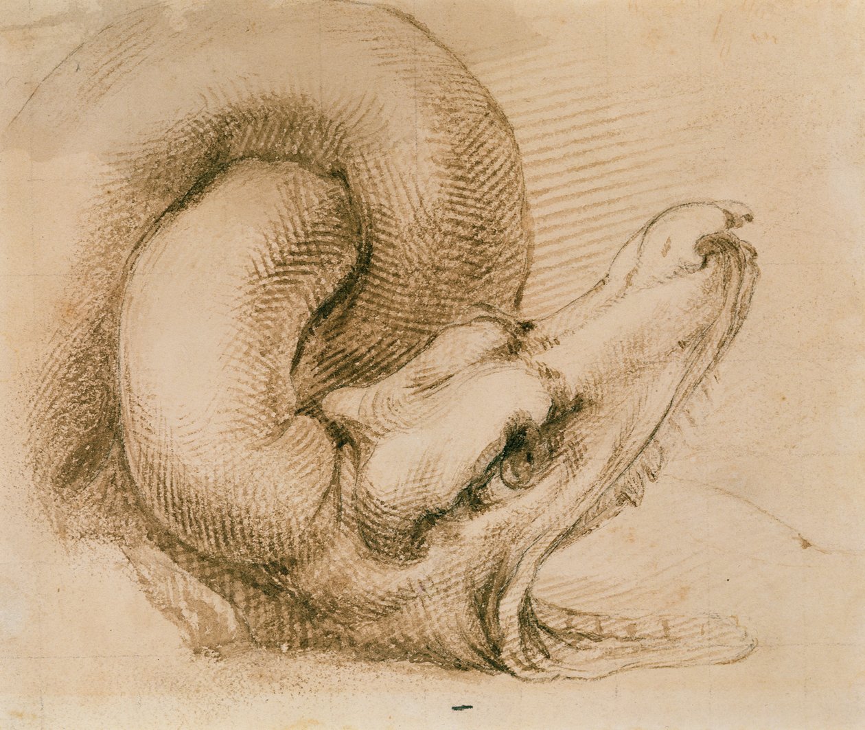 Egy sárkányfej tanulmányozása Michelangelo után (tinta papíron) alkotó: John Ruskin