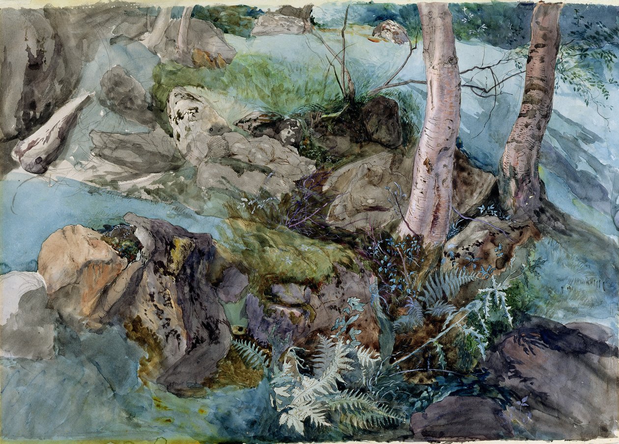 Kövek és páfrányok tanulmányozása egy erdőben a Crossmount-ban, Perthshire-ben, 1843 (wc papíron) alkotó: John Ruskin
