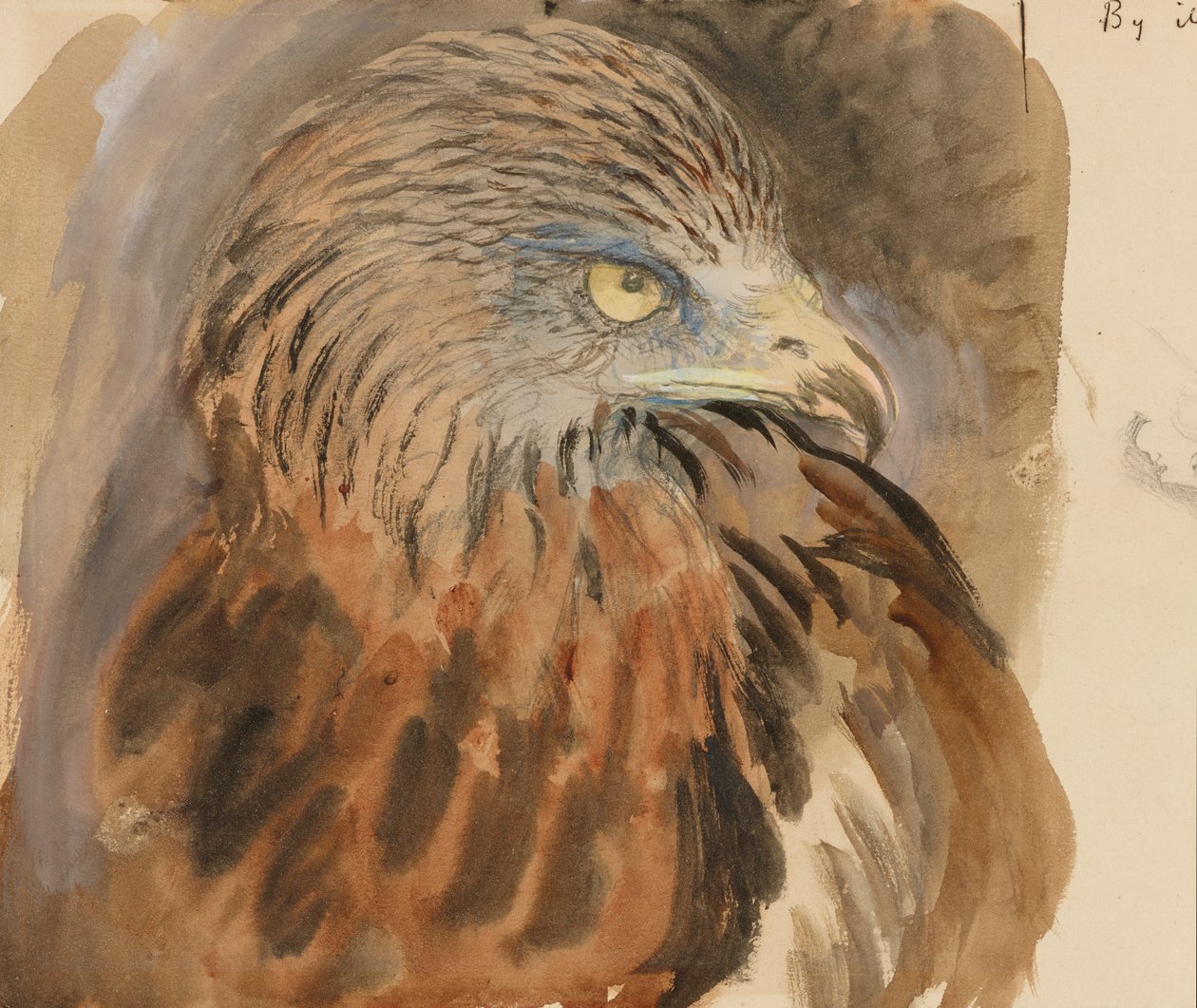 A sárkány feje, az Életből, 1870. augusztus 30. és szeptember 1. (akvarell és testfesték grafit felett halványbarna szőtt papíron) alkotó: John Ruskin