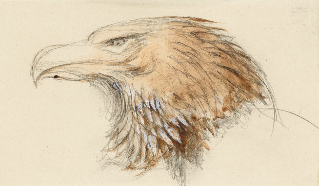 Egy közönséges arany sas feje, az Életből, 1870. szeptember 8-11. (akvarell és testfesték grafit felett, szőtt papíron) alkotó: John Ruskin