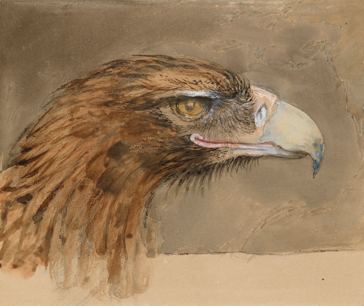 A közös arany sas feje, az Életből, 1870. szeptember 8-11 alkotó: John Ruskin