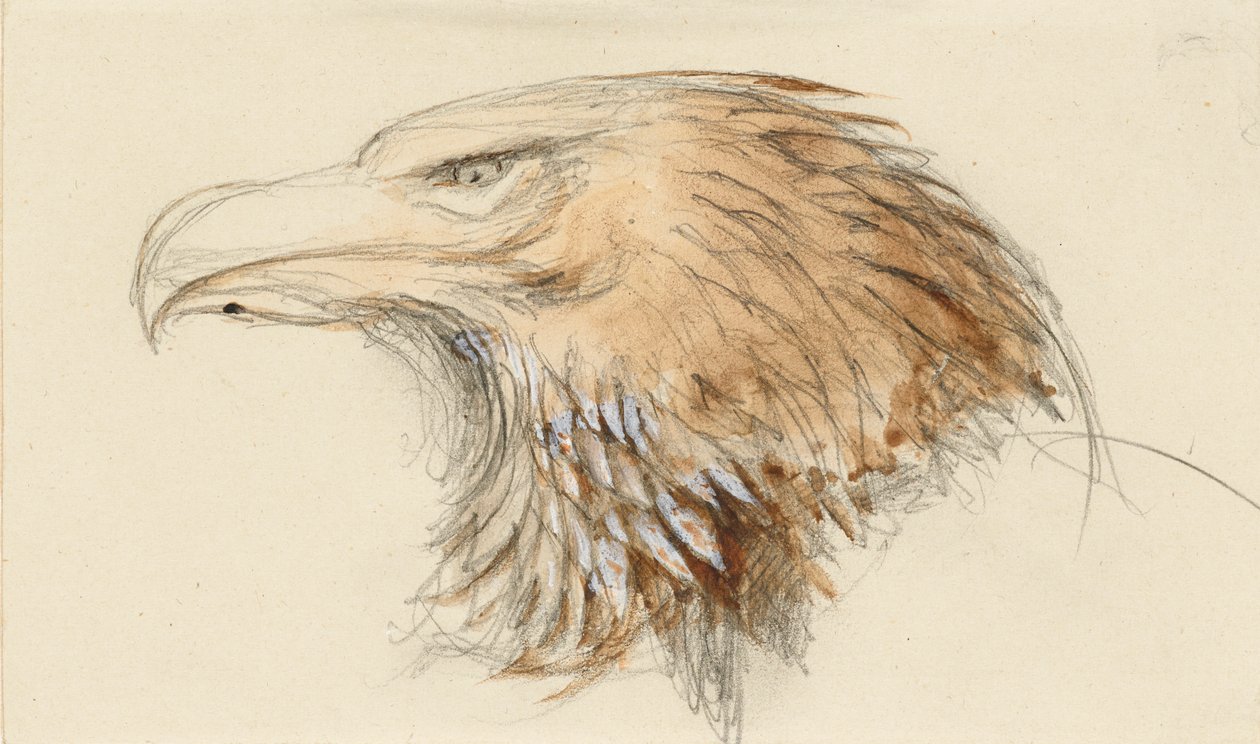 A közös arany sas feje, az Életből, 1870. szeptember 8-11. alkotó: John Ruskin