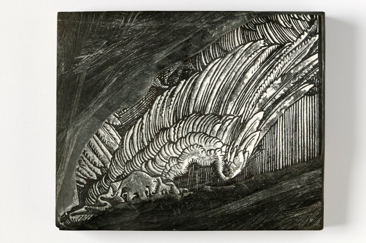"Szárny" a Durertől (gravírozott fatömb) alkotó: John Ruskin
