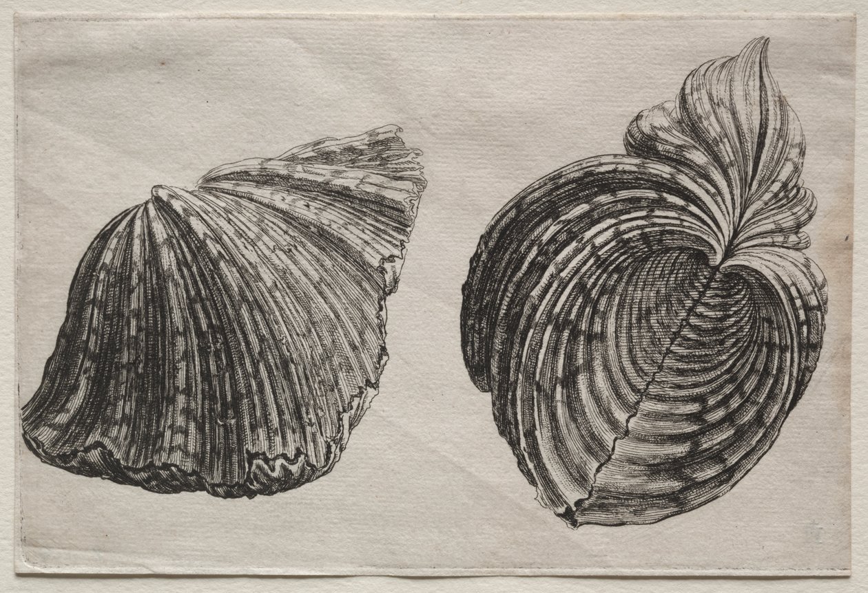 Kagylók: Hippopus maculatus Lam alkotó: John Sell Cotman