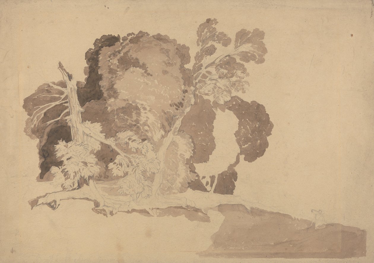 Fák tanulmányozása alkotó: John Sell Cotman