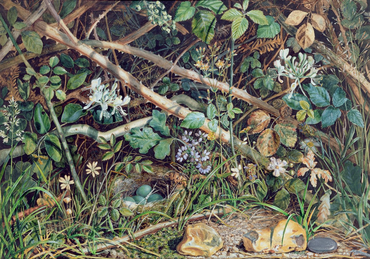 Madárfészek szarkalábak, loncok és aljnövényzet között, 1858 alkotó: John Sherrin
