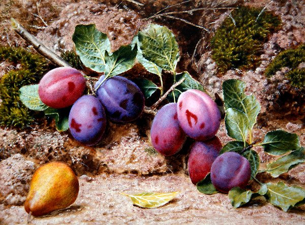 Csendélet szilvával és körtével a mohás parton, 1855 körül (akvarell és testfesték papíron) alkotó: John Sherrin