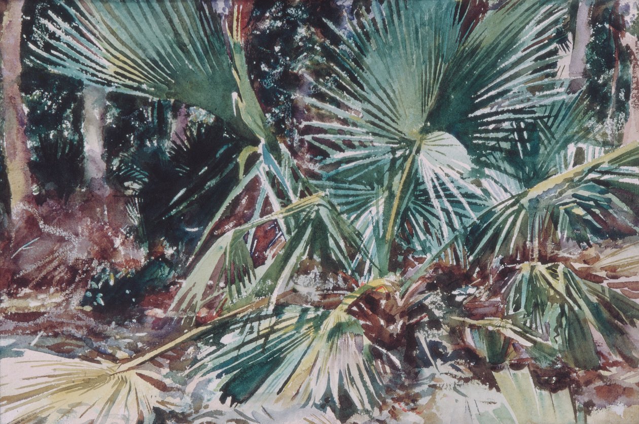Palmettos, 1917 (wc, grafit és viaszkréta fehér szőtt papíron) alkotó: John Singer Sargent