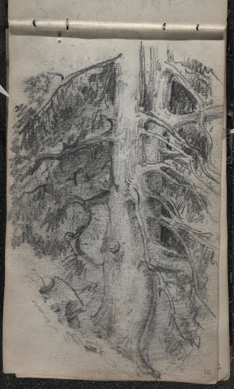 Tanulmány egy fáról, 1871-72 (grafit sötétített törtfehér szőtt papíron) alkotó: John Singer Sargent