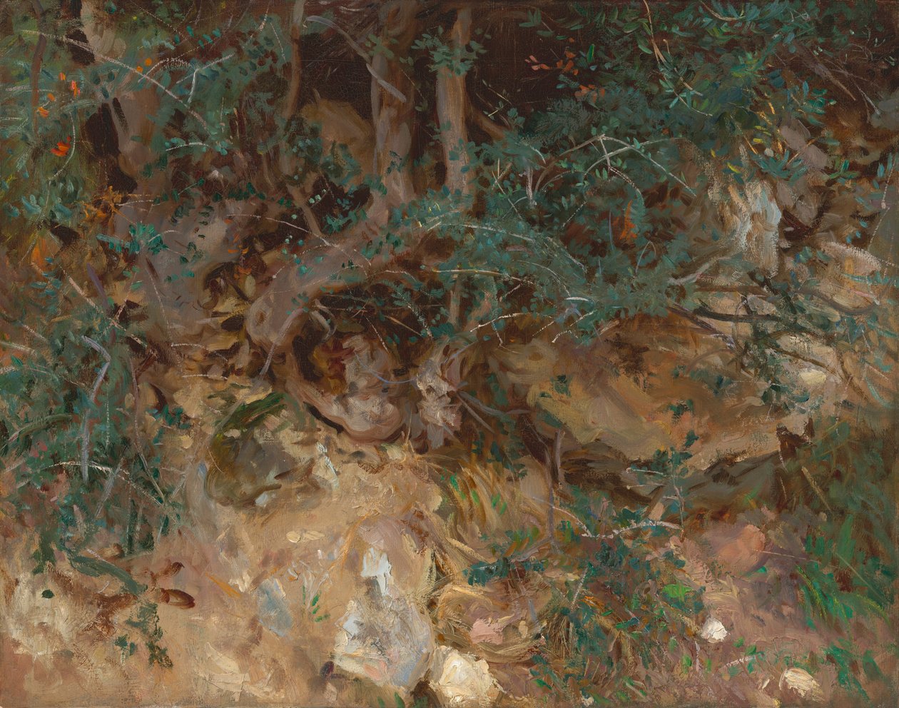 Vad olajfa gyökerei, Valldemosa, Mallorca alkotó: John Singer Sargent