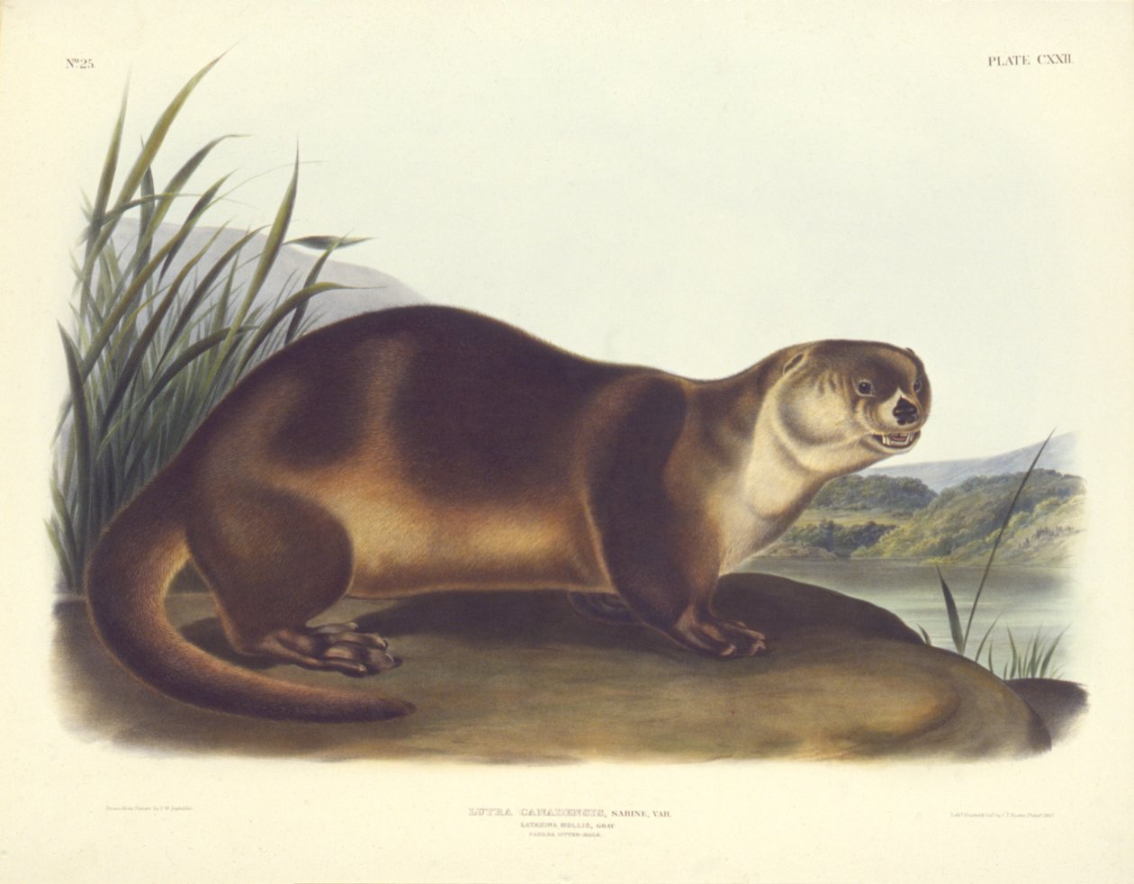 Kanadai vidra - hím alkotó: John T. Bowen