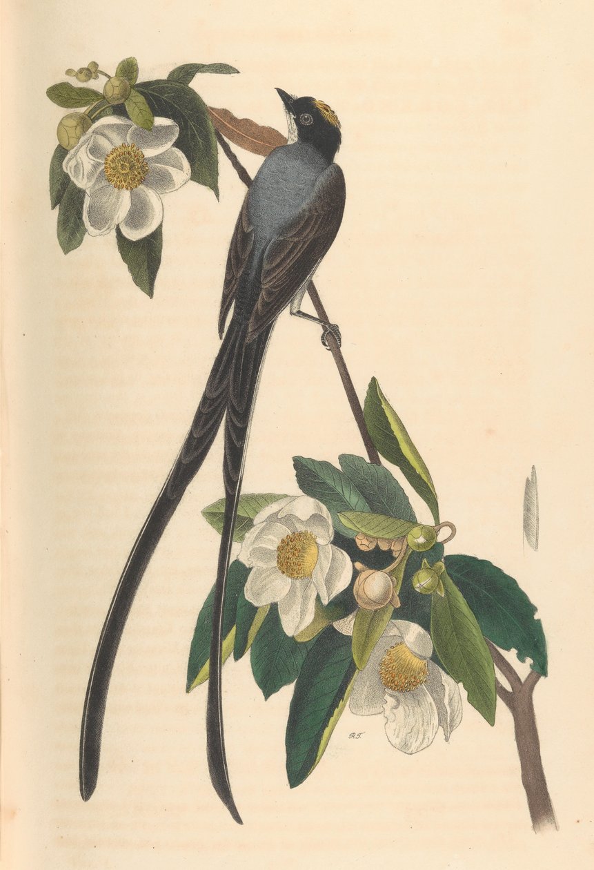 Villafarkú légykapó, Gordonia lasianthus, 1840-44. alkotó: John T. Bowen