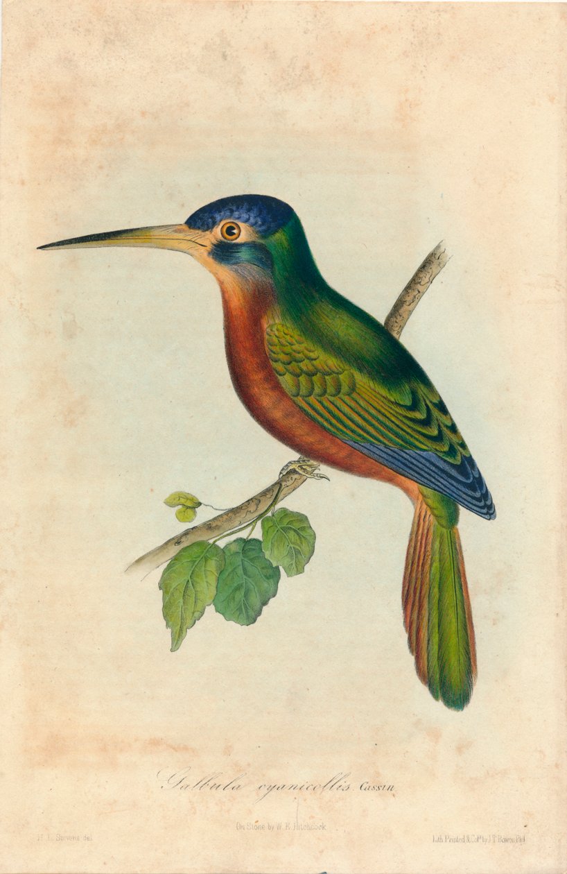 Galbula cyanicollis. Cassin, 1850-es évek alkotó: John T. Bowen
