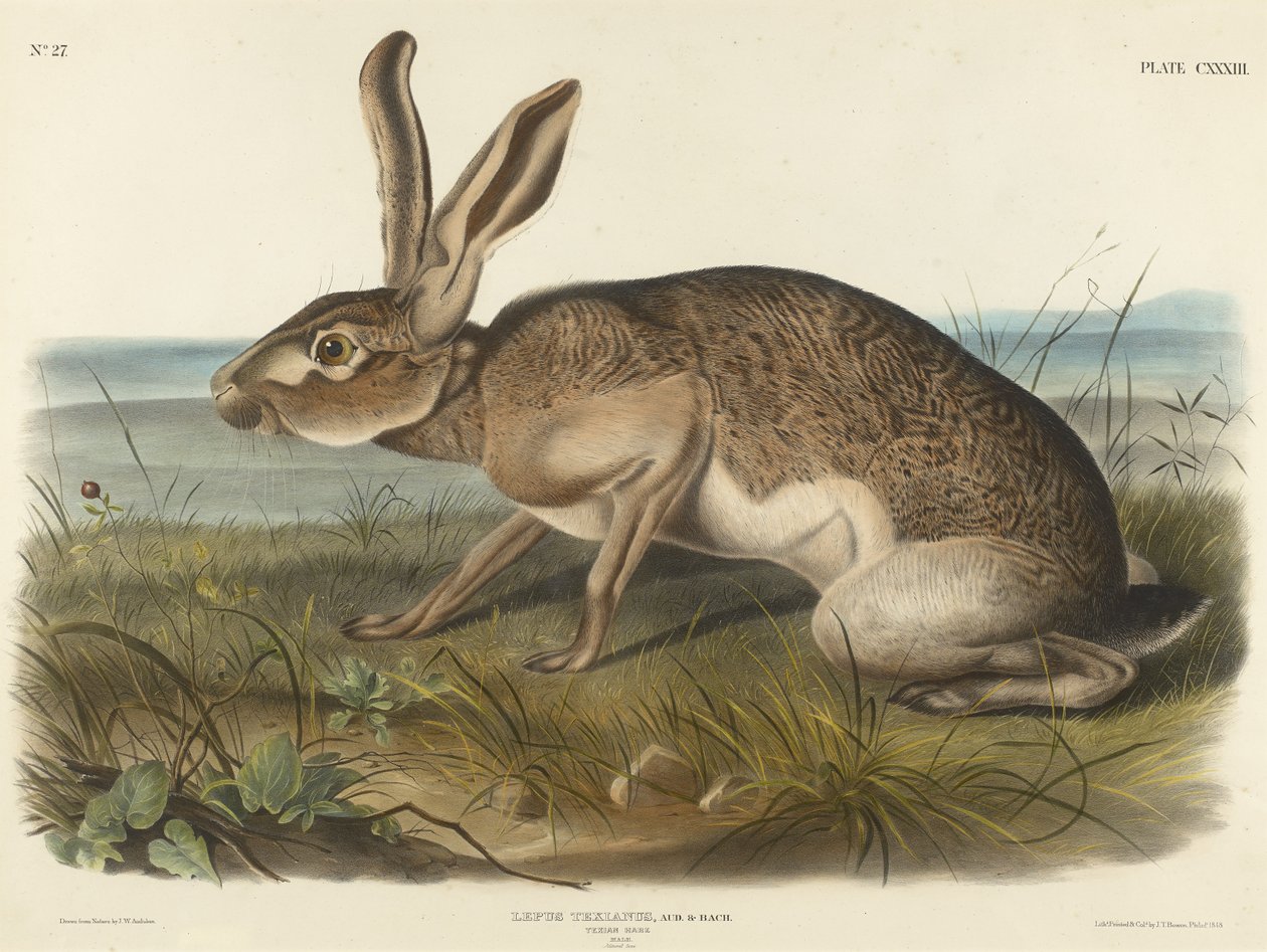 Texian Hare, 1848 (kézzel színezett litográfia szőtt papíron) alkotó: John T. Bowen