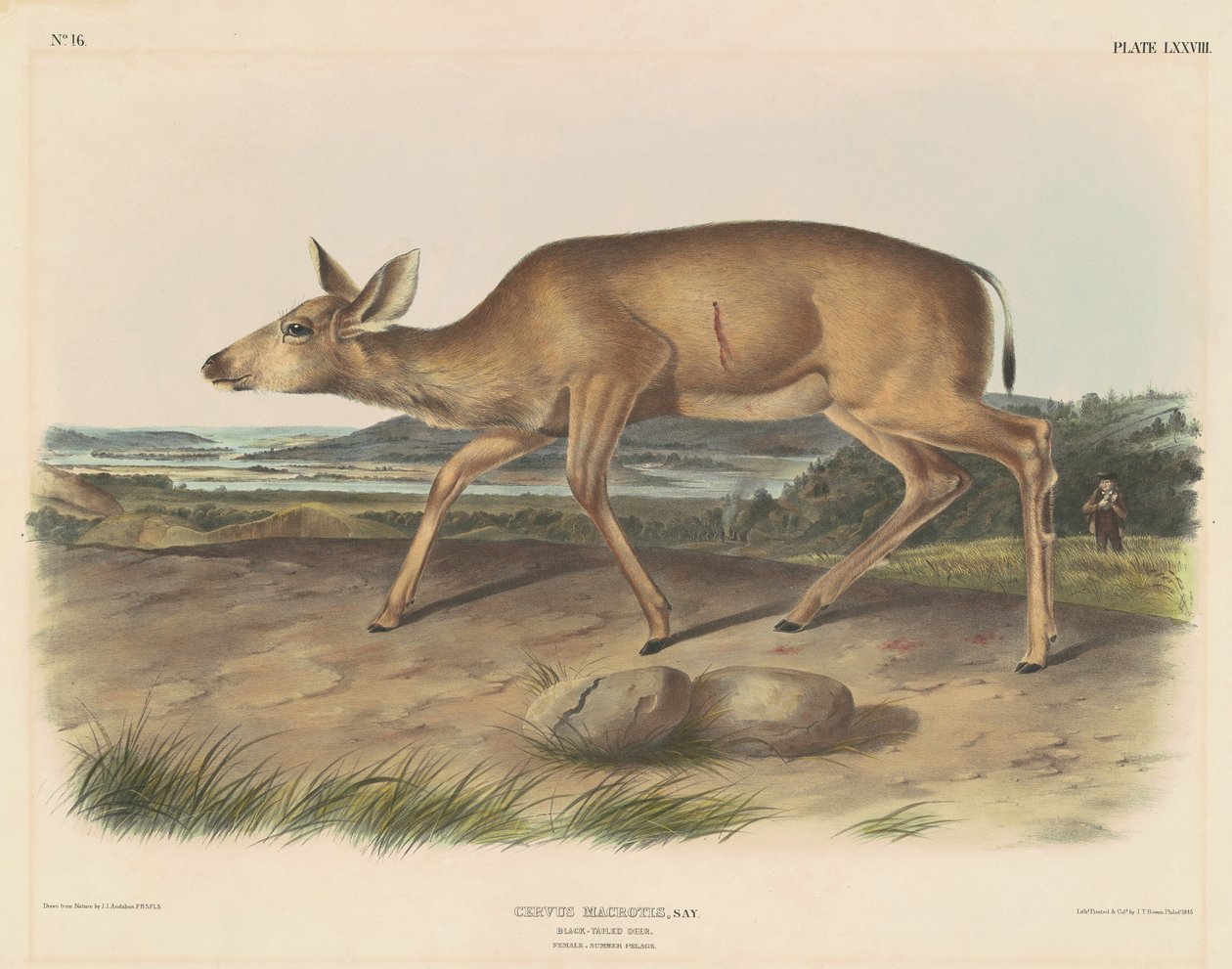 Feketefarkú szarvas alkotó: John T. Bowen, after John James Audubon