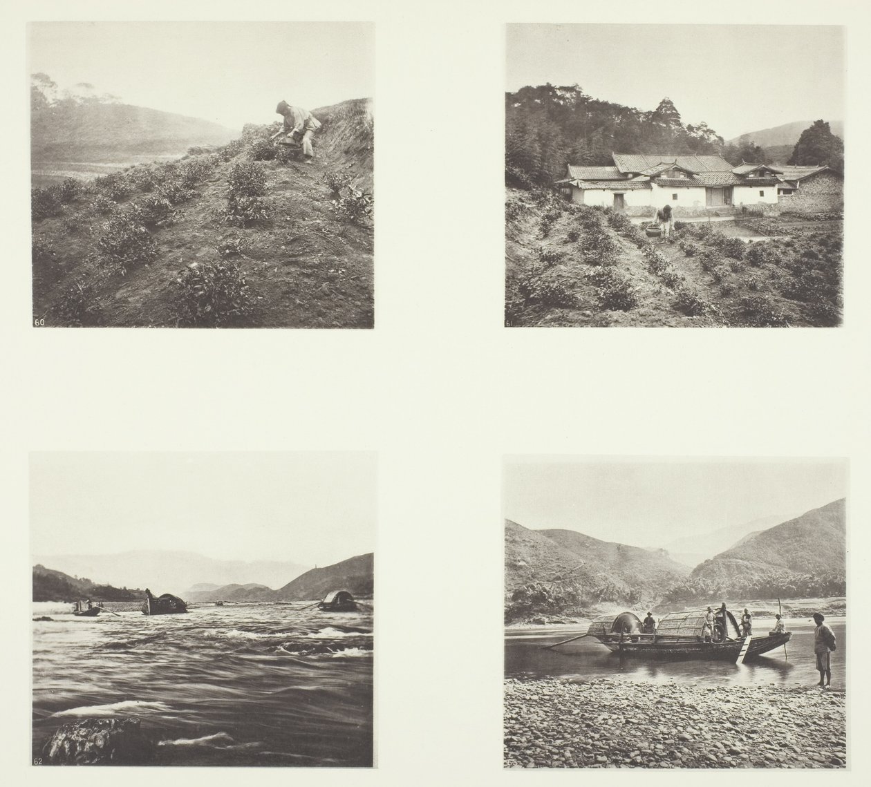 A teanövény; A teanövény; Yenping Rapids; Egy kis Rapid Boat alkotó: John Thomson