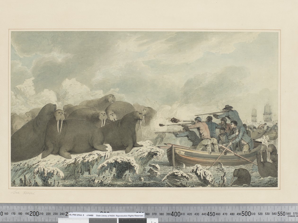 F.32 Sea Horses, 1773-84 körül (akvarell) alkotó: John Webber