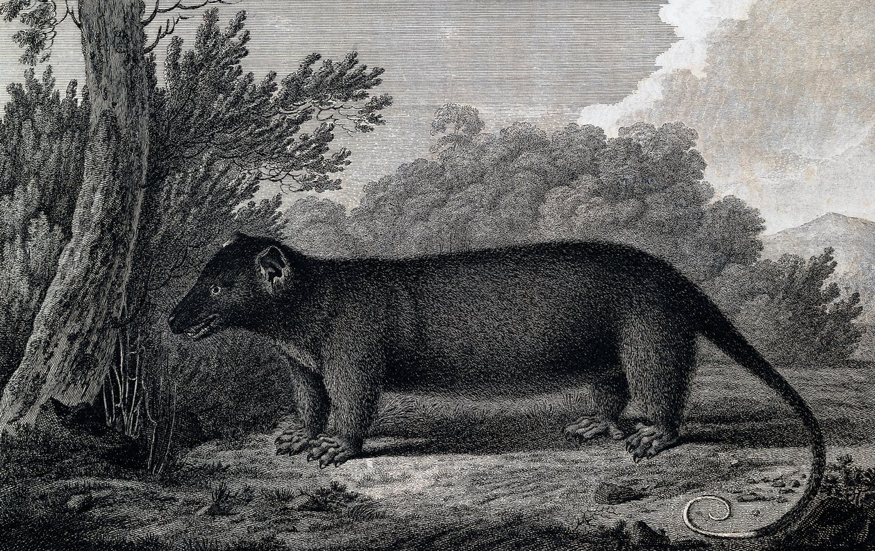 Oposszum, metszet John Webber (1750-1793) rajza nyomán, James Cook harmadik utazása során alkotó: John Webber