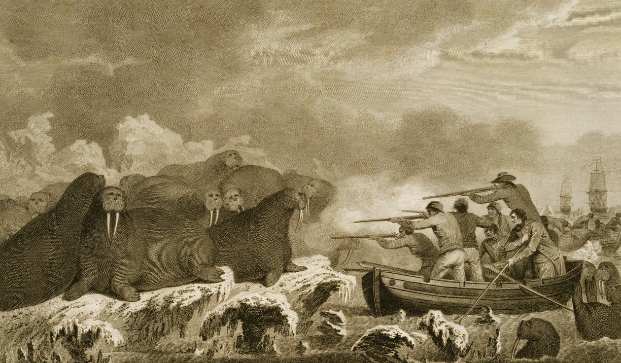 Tengeri lovak, J. Heath ábrái, E. Scott metszete, 52. tábla a "Journal of a Voyage to the South Seas" című könyvből, átírva Sydney Parkinson irataiból, pub. 1823 alkotó: John Webber