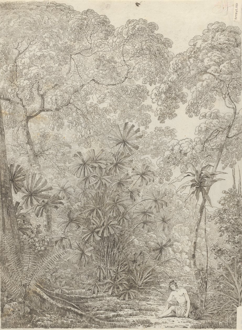Krakatau legyezőpálma alkotó: John Webber