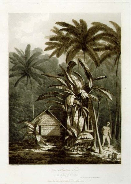 Az útifű a Krakatau szigetén, a "Kilátások a déli tengeren" pubból. 1788 (rézkarc) alkotó: John Webber