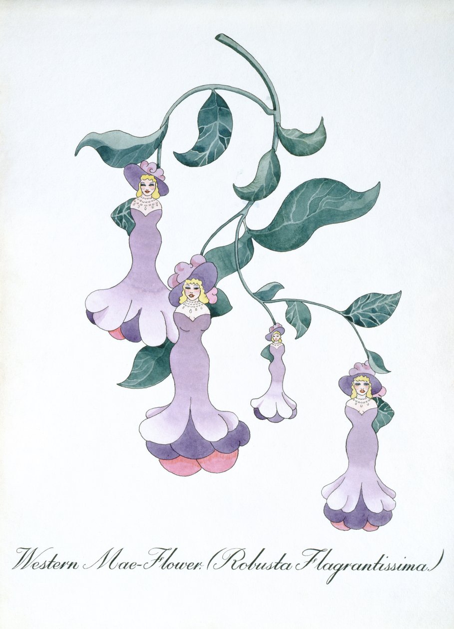 Western Mae-Flower (Robusta Flagrantissima), illusztráció John Weir „A botanika hamis könyvéből” alkotó: John Weir