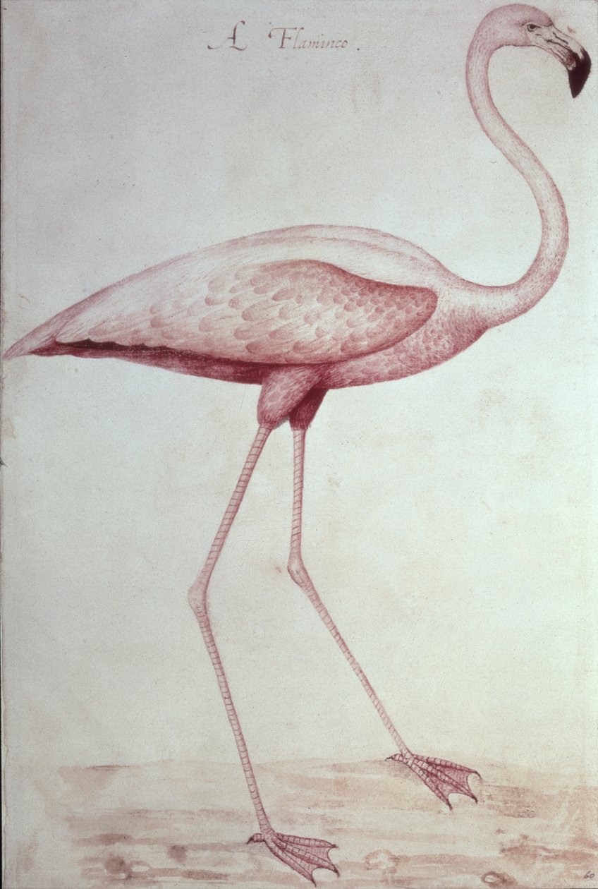 Flamingó (rajz) alkotó: John White