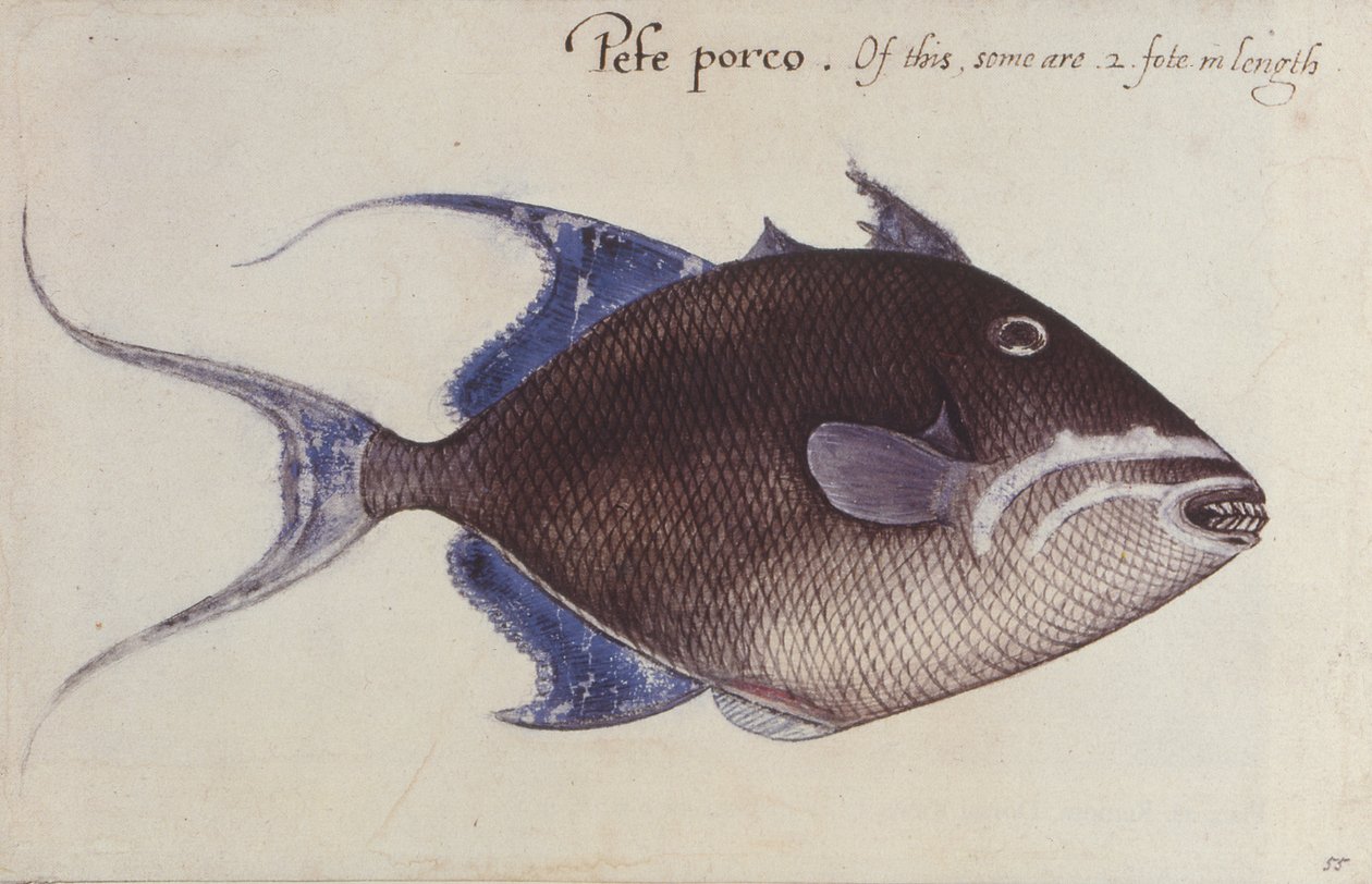 Trigger-Fish alkotó: John White