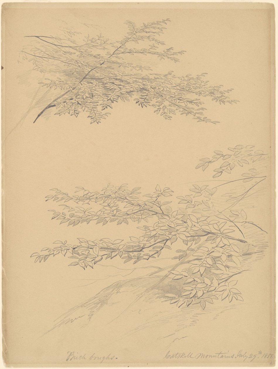 Nyírfaágak, Catskill-hegység alkotó: John William Casilear