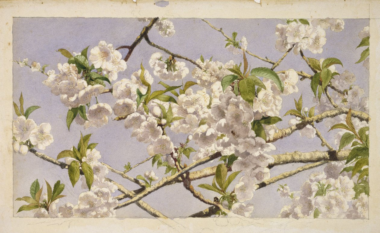 Apple Blossoms, 1874 körül (wc papíron) alkotó: John William Hill