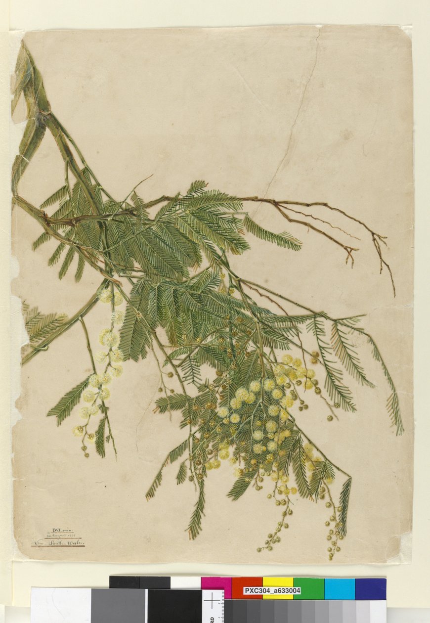 Akác, 1805 (wc, toll, tinta és ceruza) alkotó: John William Lewin
